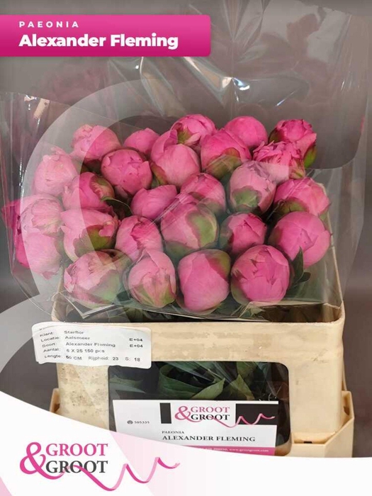 <h4>Paeonia Dr. Alexander Fleming</h4>