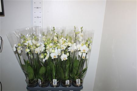 <h4>Phal Ov Wit 4 Branche 22+</h4>