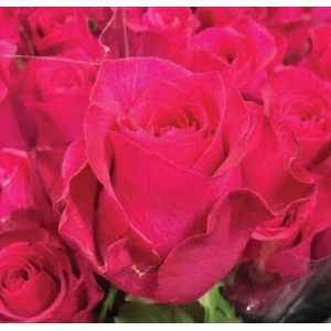 Rosa Cerise Bingo