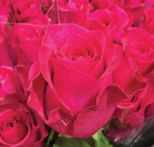 Rosa Cerise Bingo