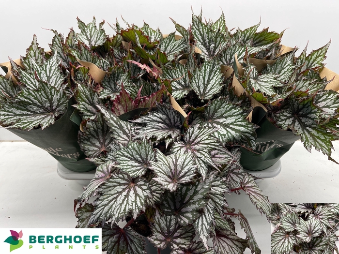 <h4>BEG BLAD OV</h4>