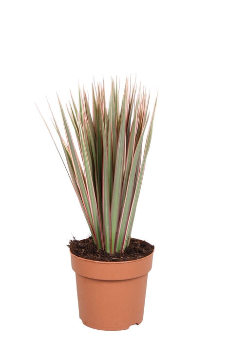 <h4>Dracaena marg. 'Bicolor'</h4>