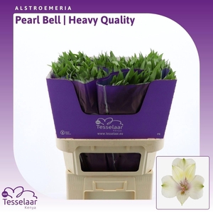 ALSTR PEARL BELL