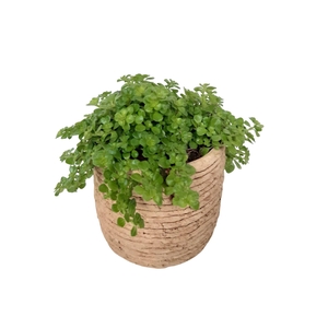 Arr.   Kamerplant Groen L%