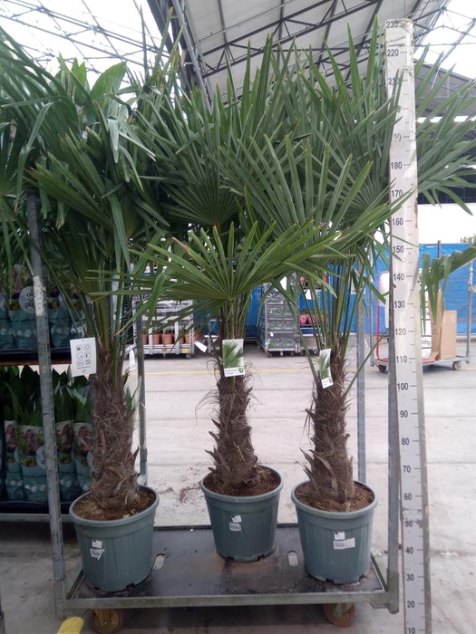 <h4>Trachycarpus fortunei</h4>