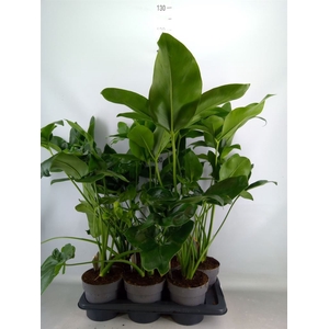 Philodendron  'Fun Bun'
