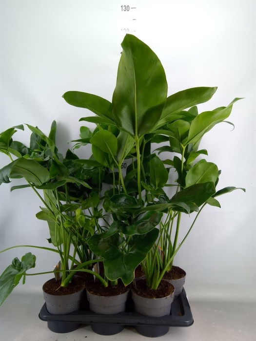<h4>Philodendron  'Fun Bun'</h4>