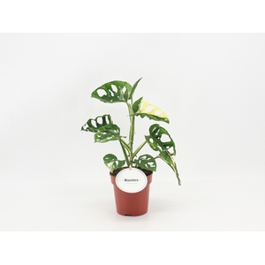Monstera Adansonii Variegata B