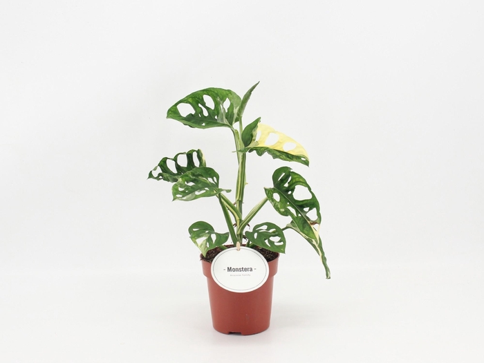 <h4>Monstera Adansonii Variegata B</h4>