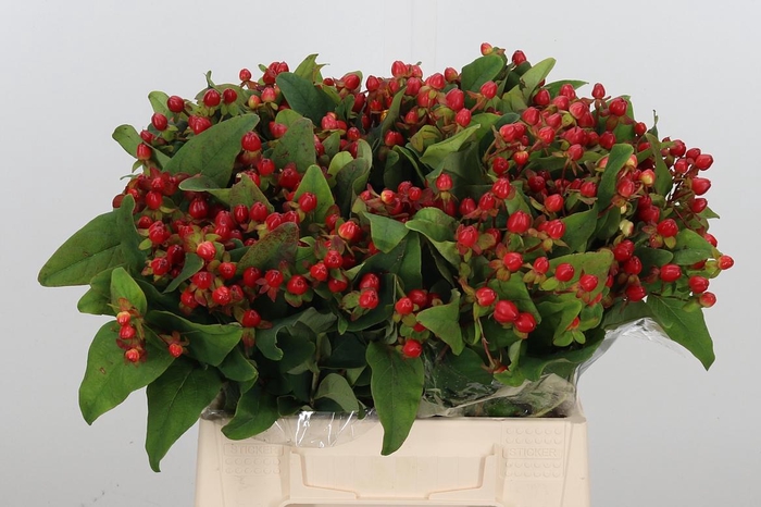 <h4>Hyp Mag Triumph</h4>