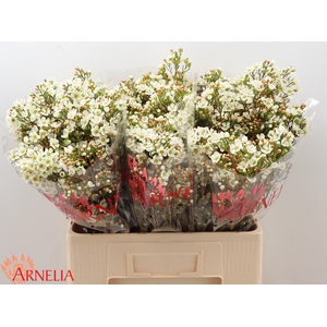 Chamelaucium Dawn Pearl