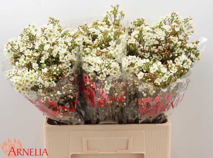 <h4>Chamelaucium Dawn Pearl</h4>