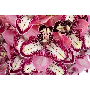 CYMB T THREE OF KIND