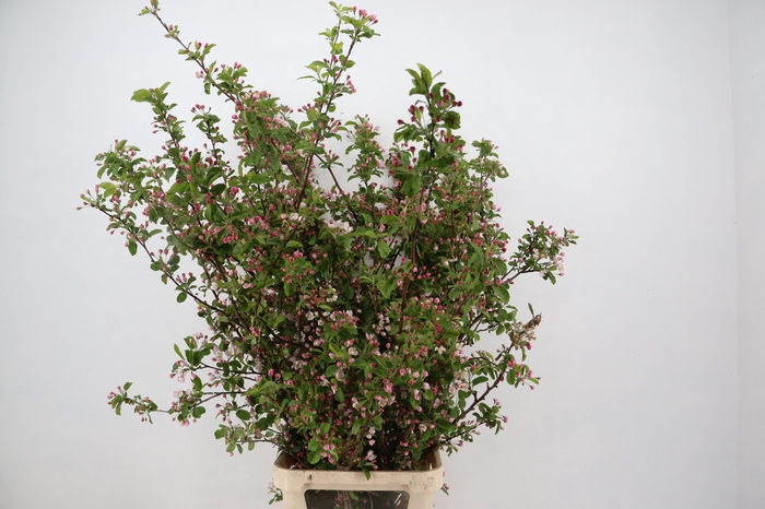 <h4>MALUS RED SENTINEL BLOSSOM PER STEM 150CM</h4>