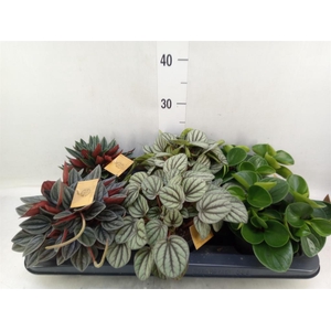 Peperomia   ...mix