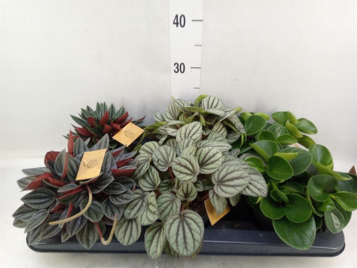 <h4>Peperomia   ...mix</h4>