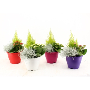 ARR TUINPLANTEN