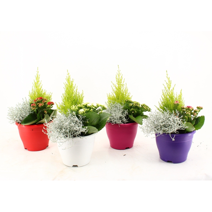 <h4>ARR TUINPLANTEN</h4>