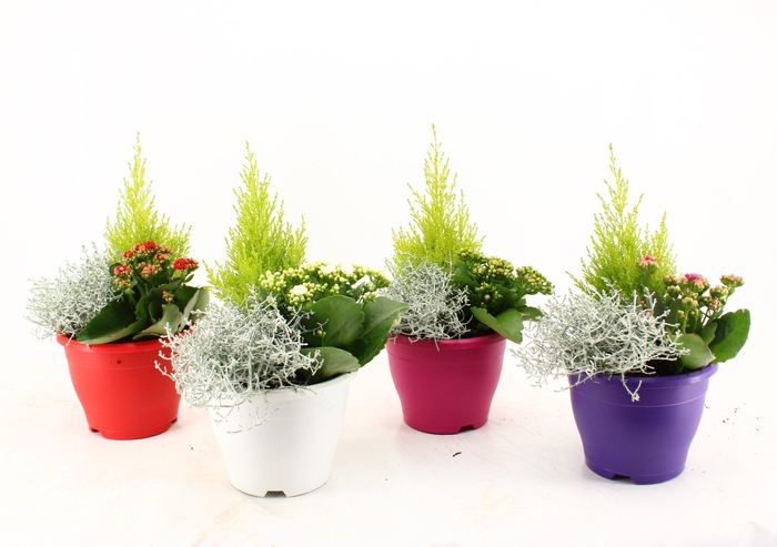 ARR TUINPLANTEN