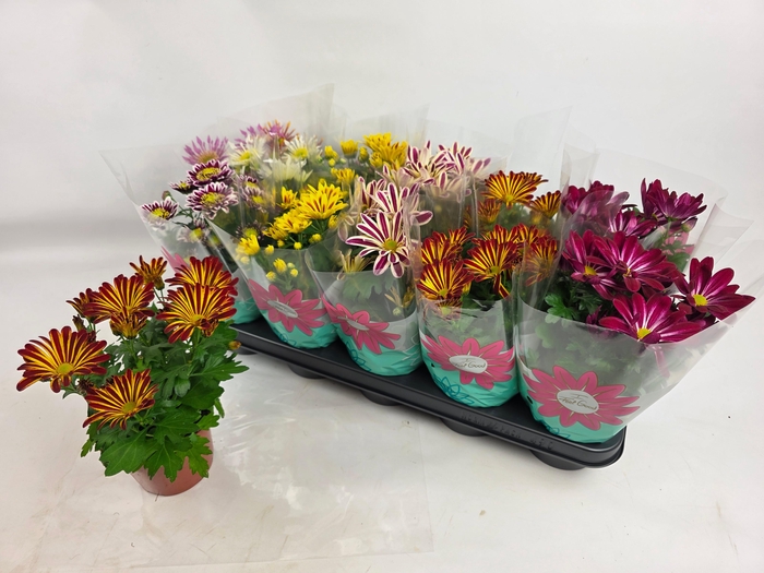 <h4>CHRYS GEM 6 KL</h4>