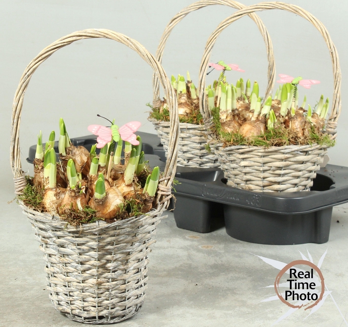 <h4>ARR NARCISSUS</h4>