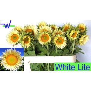 HELIANTHUS 'WHITE LITE'