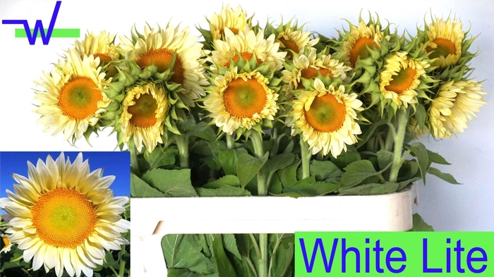 <h4>HELIANTHUS 'WHITE LITE'</h4>