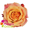 R Gr Cherry Brandy Orange 60cm EC