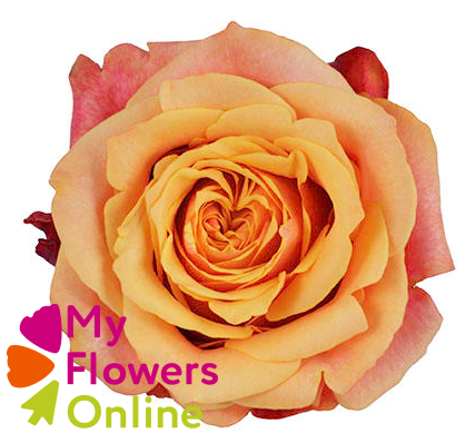 <h4>R Gr Cherry Brandy Orange 50cm EC</h4>