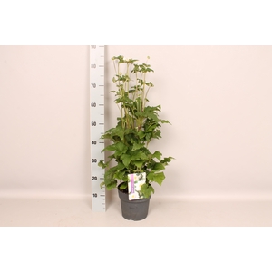 vaste planten 19 cm  Anemone Whirlwind