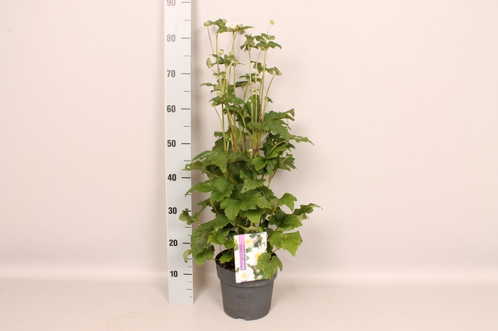 vaste planten 19 cm  Anemone Whirlwind