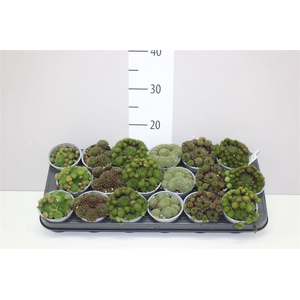 Sempervivum Gemengd