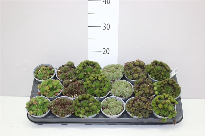 <h4>Sempervivum Gemengd</h4>