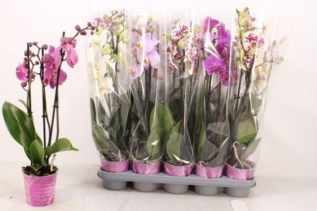 <h4>PHAL MIX 3 TAK</h4>