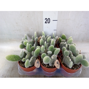 Opuntia microdasys 'Albispina'