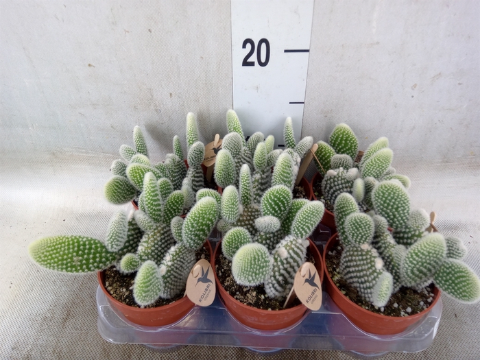 <h4>Opuntia microdasys 'Albispina'</h4>