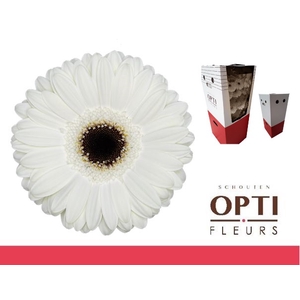 Gerbera White House Aquabox
