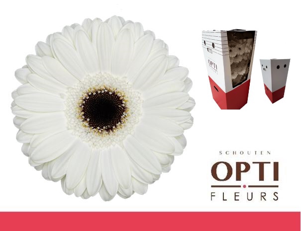 <h4>Gerbera White House Aquabox</h4>