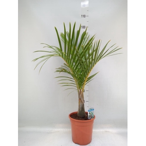 Mascarena verschaffeltii