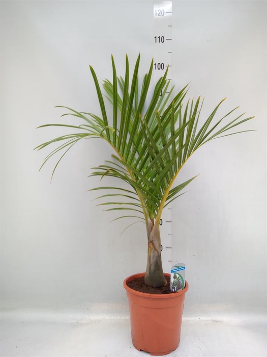 <h4>Mascarena verschaffeltii</h4>