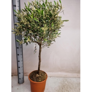 OLEA EUROPAEA