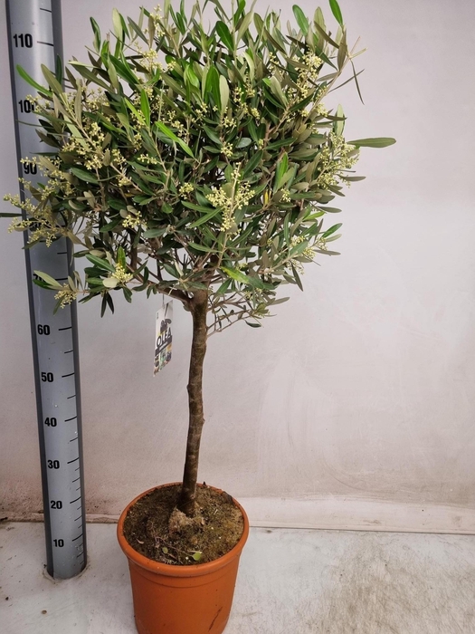 <h4>OLEA EUROPAEA</h4>