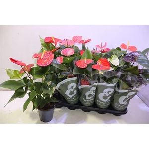 arr8 Anthu An Gem 5 Kl