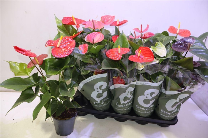 <h4>arr8 Anthu An Gem 5 Kl</h4>