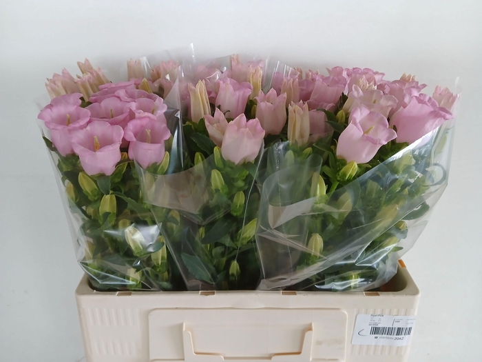 <h4>Camp M Pearl Pink</h4>
