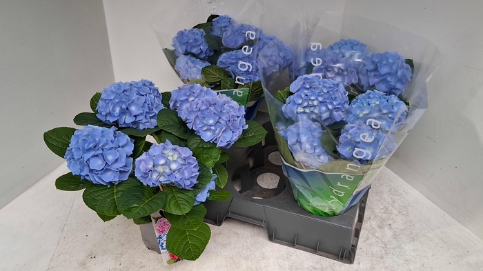 <h4>HYDR M BLAUER ZWERG</h4>