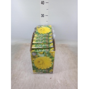 Dahlia   ...flowerbulbs