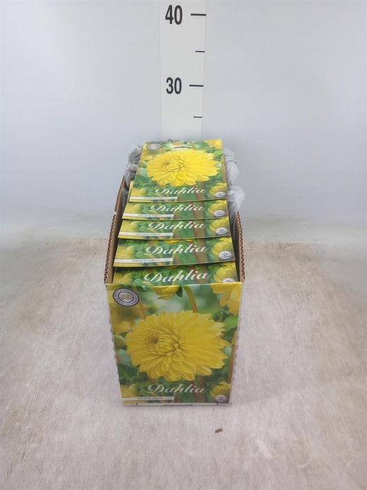 <h4>Dahlia   ...flowerbulbs</h4>