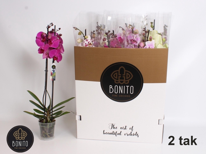 <h4>PHAL GEM 6 KL</h4>