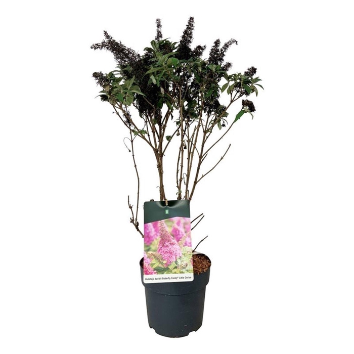<h4>Buddleja d. B. Candy Little Cerise</h4>